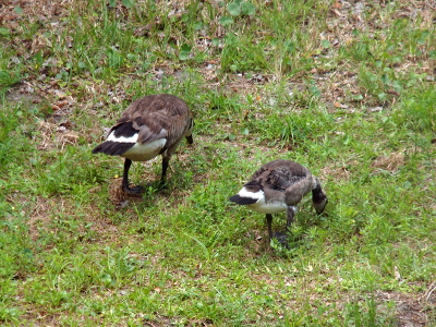 [Back end view of both birds. The parent is larger and has longer tail feathers, but both are missing the flight feathers which cover the brown and white downy area of the backside.]